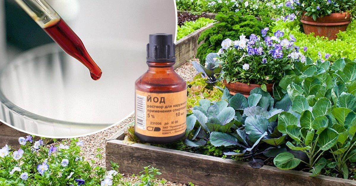 ไอโอดีนสำหรับกะหล่ำปลี