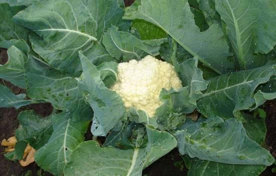 chou-fleur