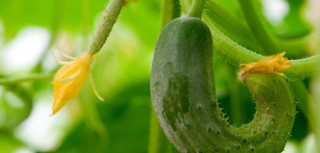 แตงกวาคด