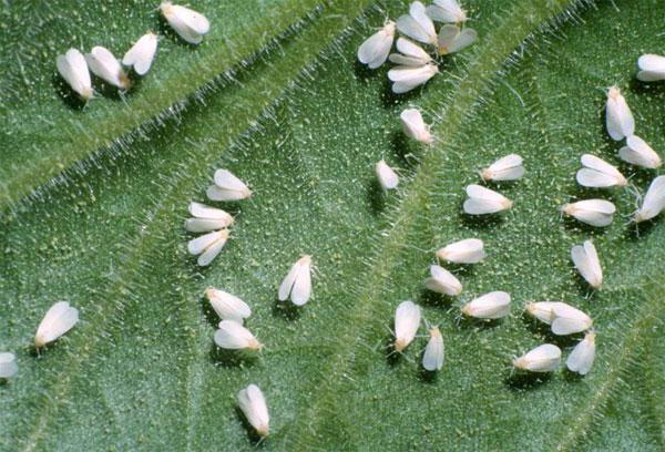 เพลี้ยแป้งกะหล่ำปลี