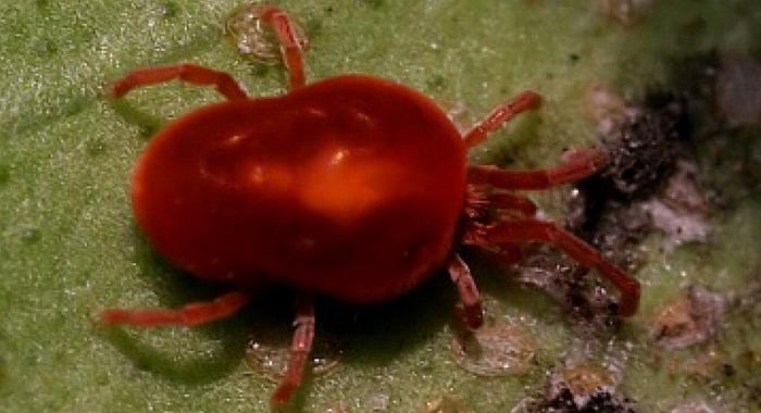 ไรเดอร์