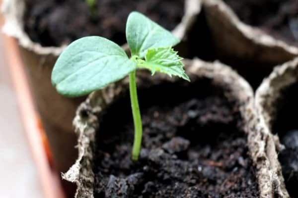 แตงกวางอก