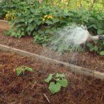 การรดน้ำแตงกวา