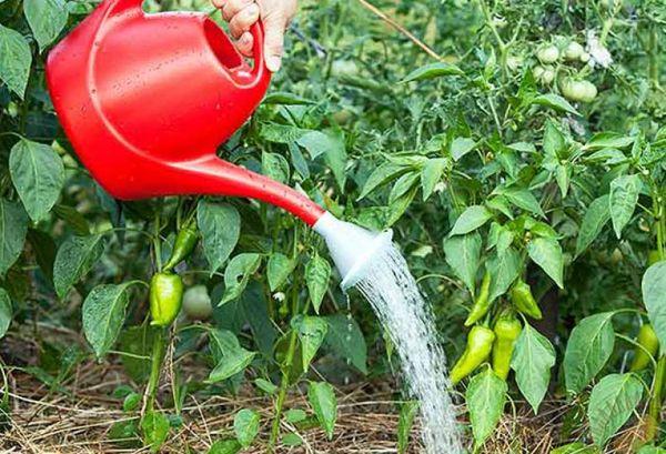 การรดน้ำจากบัวรดน้ำ