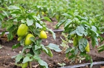 การชลประทานพริก