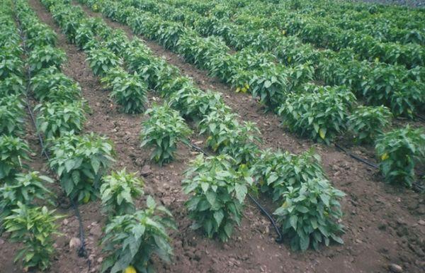 ต้นพริก