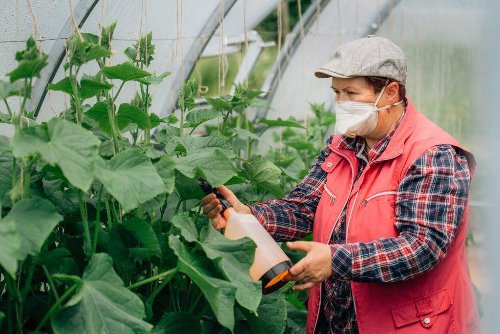 การแปรรูปแตงกวาในเรือนกระจก