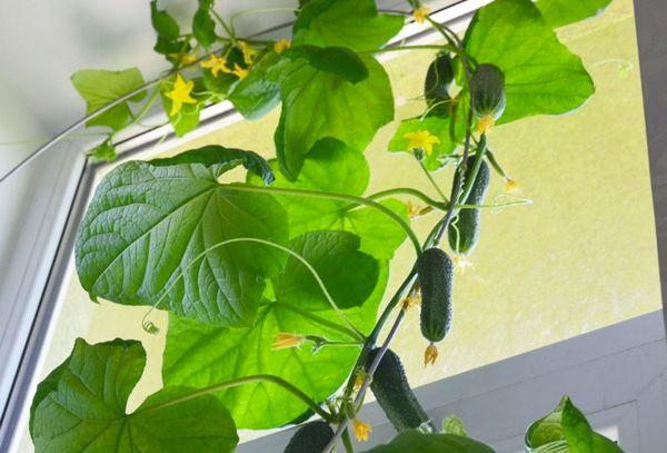 Jarretière avec corde