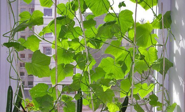 Cultiver des concombres