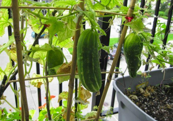 Concombres de balcon