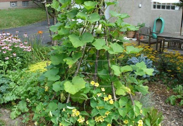 สายรัดถุงเท้าแนวตั้ง