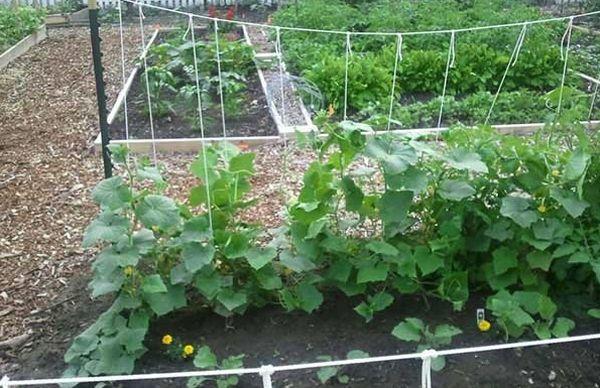 แตงกวาแบบรัด