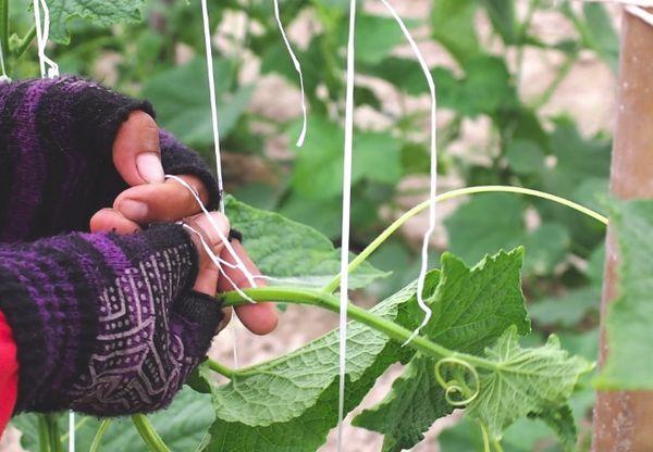 สายรัดถุงเท้าแบบโค้ง