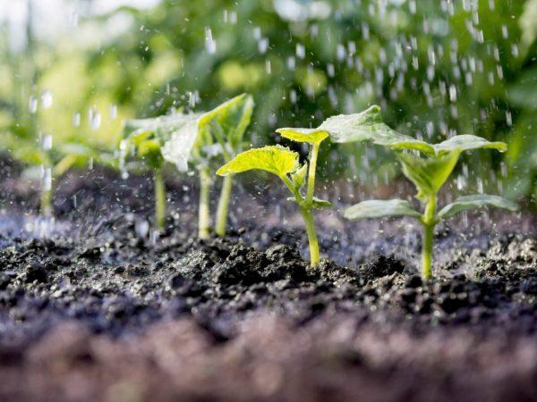 การรดน้ำแตงกวา