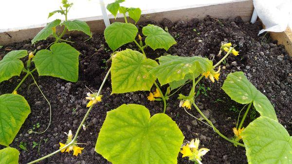 การปลูกแตงกวา