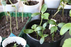 สามารถปลูกต้นกล้าแตงกวาที่โตเกินไปได้หรือไม่ และจะทำอย่างไรให้ถูกต้อง?