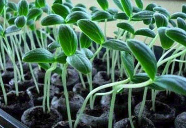 ถั่วงอกแตงกวา