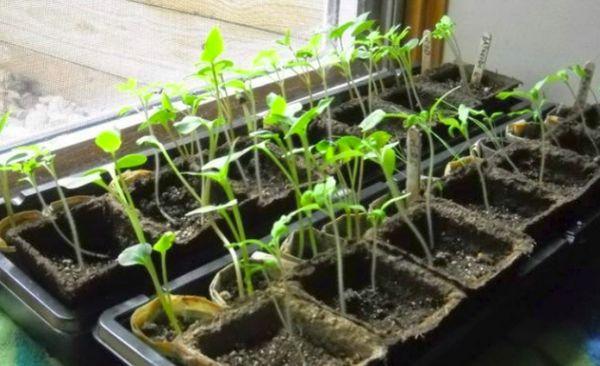 ต้นกล้าทรงยาว