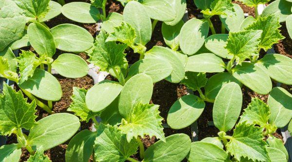 ต้นกล้าในดิน