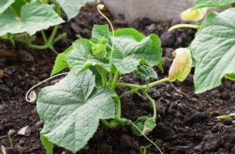 งอกในดิน