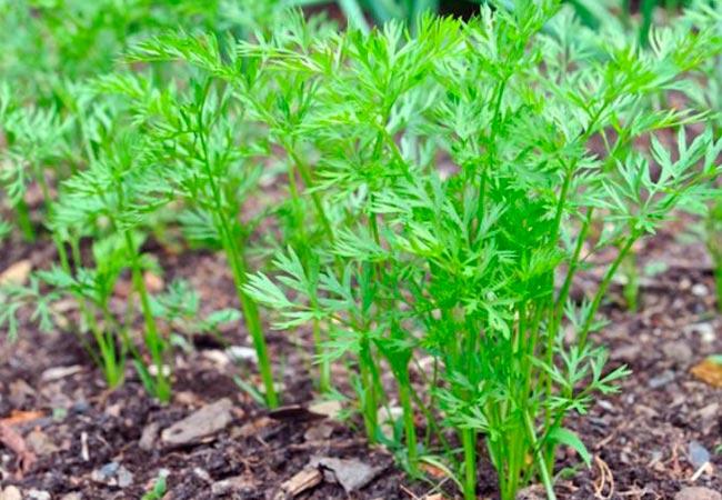 การปลูกแครอท