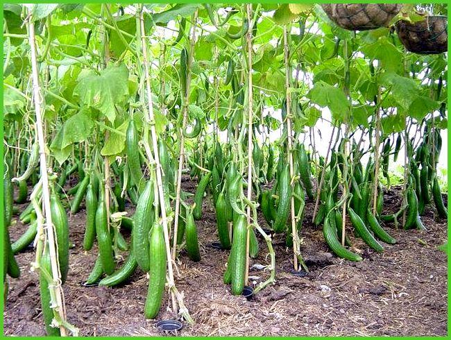 แตงกวาจำนวนมาก