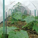 โรงเรือนปลูกแตงกวา