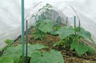 โรงเรือนปลูกแตงกวา