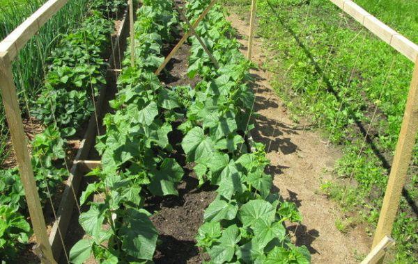 Concombres sur un treillis