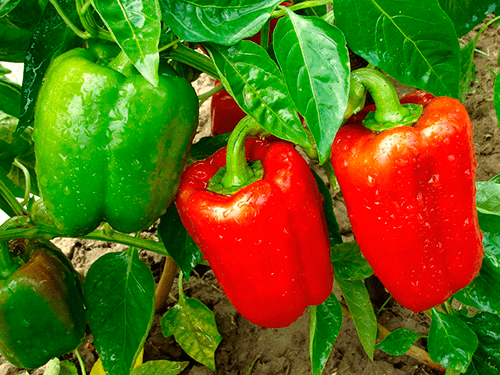 พริกสุก