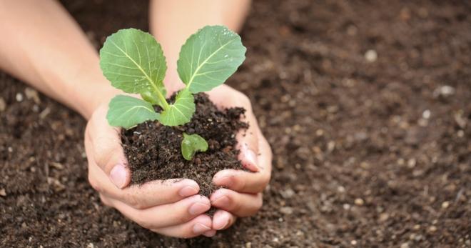 การปลูกกะหล่ำปลี