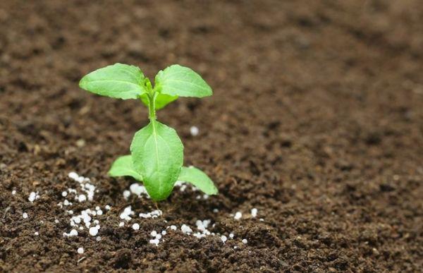 การให้อาหารต้นกล้า