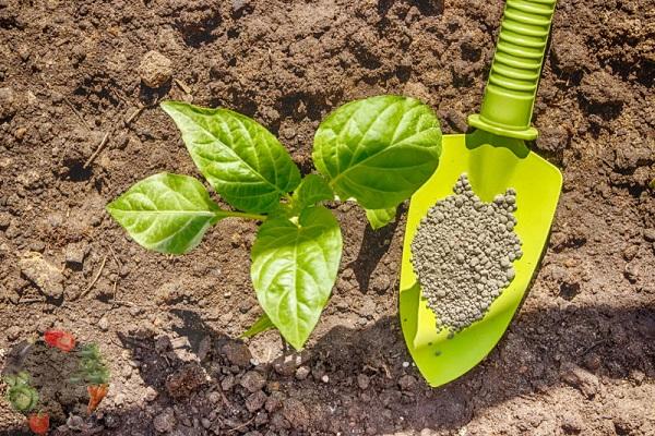 NITRATE DE CALCIUM pour poivre