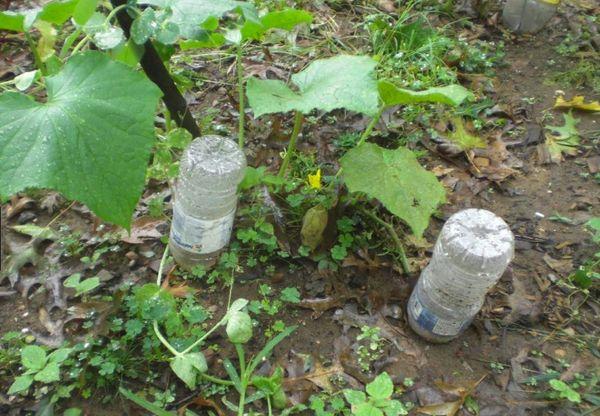 Arroser les concombres