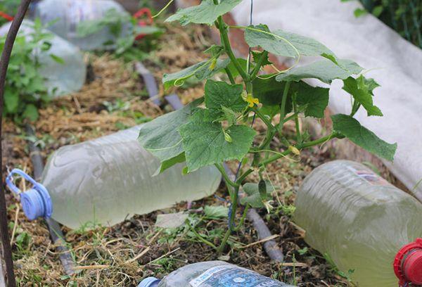 Bouteilles d'arrosage