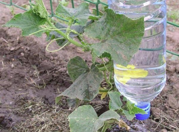 Cultiver des concombres