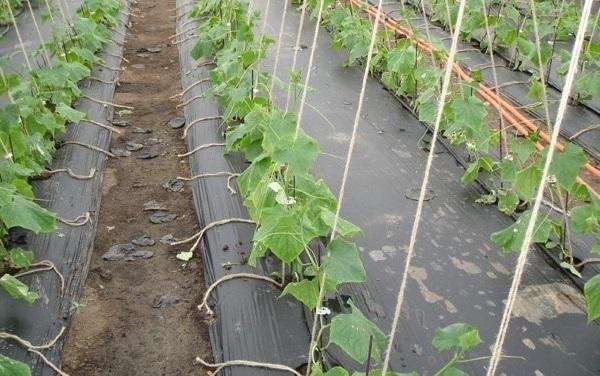 การให้น้ำแตงกวาแบบหยด