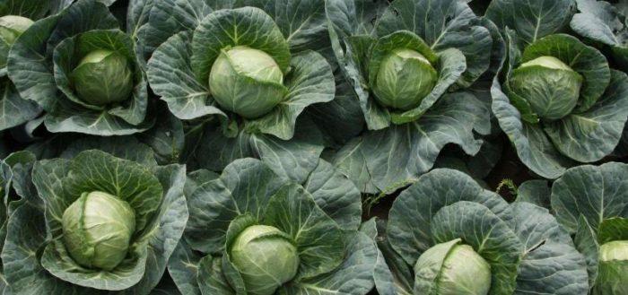 การคลุมดินกะหล่ำปลี