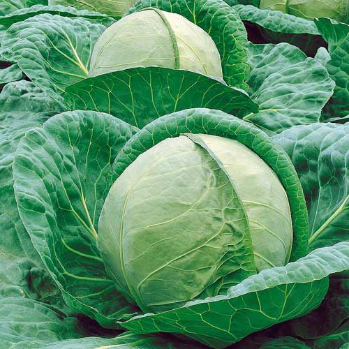 เซมโก้ จูบิลี่ 217 F1