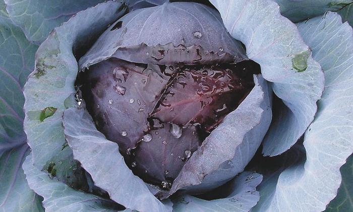 กะหล่ำปลีแดง