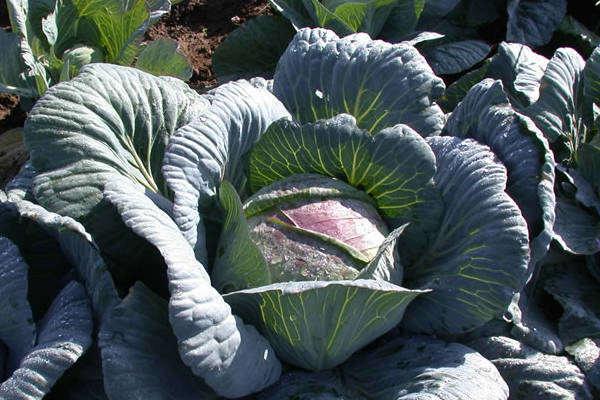 ทำไมใบกะหล่ำปลีจึงเหี่ยว?