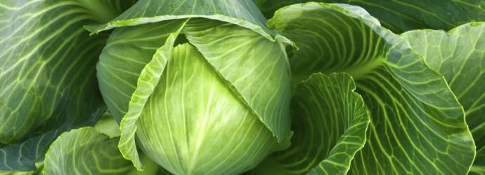 กะหล่ำปลีสุก