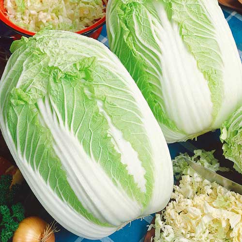 Le chou chinois de Bilko