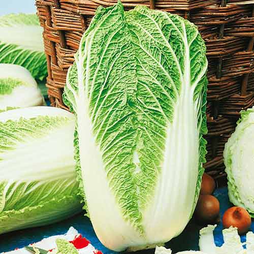 Chou chinois Grenade