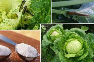 วิธีจัดการกะหล่ำปลีด้วยเบกกิ้งโซดาอย่างถูกวิธีเพื่อกำจัดแมลงอย่างมีประสิทธิภาพ