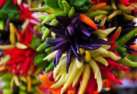 พริกกอร์กอน