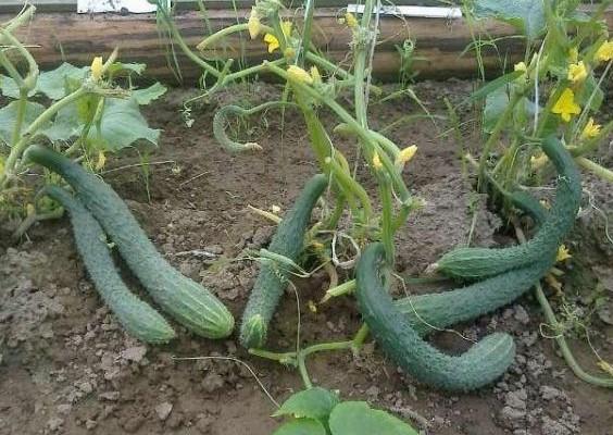 แตงกวาสด