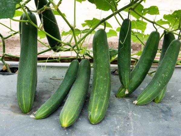 แตงกวาจีน