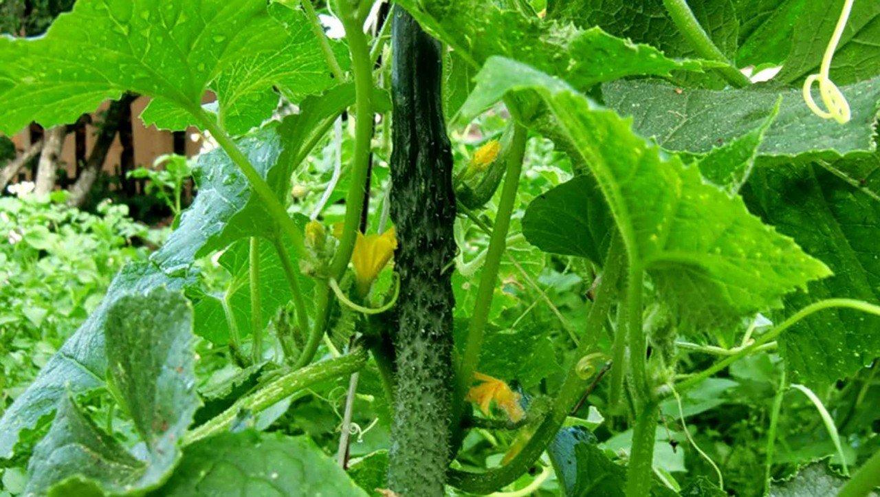 ปาฏิหาริย์จีน