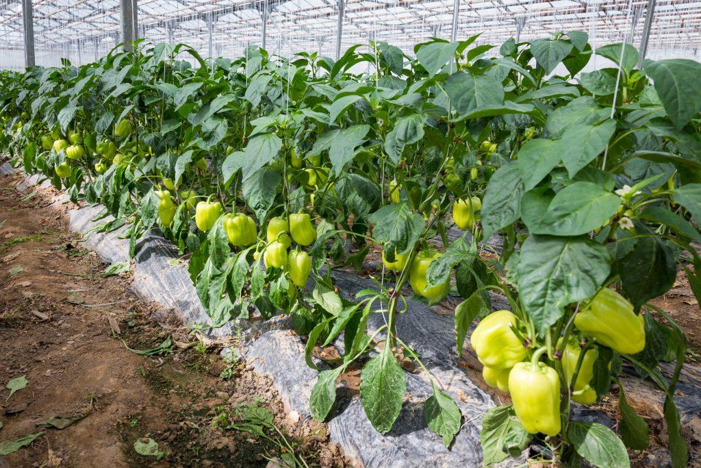 planter des poivrons